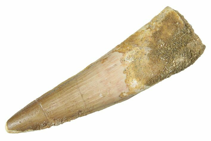 Fossil Spinosaurus Tooth - Real Dinosaur Tooth #264809